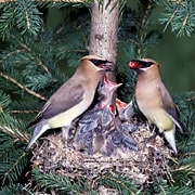 male and female cedar waxwing feeding nestlings in nest
